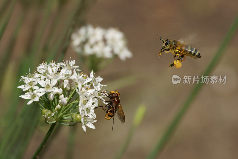 蜜蜂、苍蝇和大蒜花(葱)