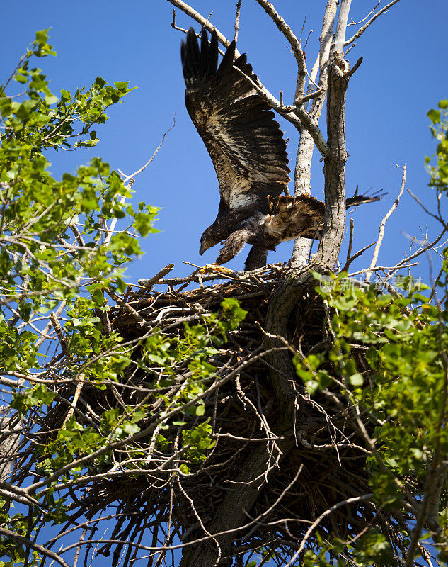 空气传播的;小秃鹰的首次飞行，就在巢上方几英寸处