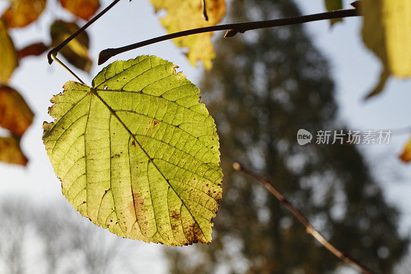 金叶椴树椴在秋天