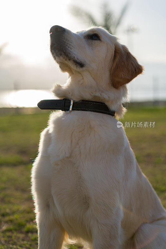 金毛猎犬坐着