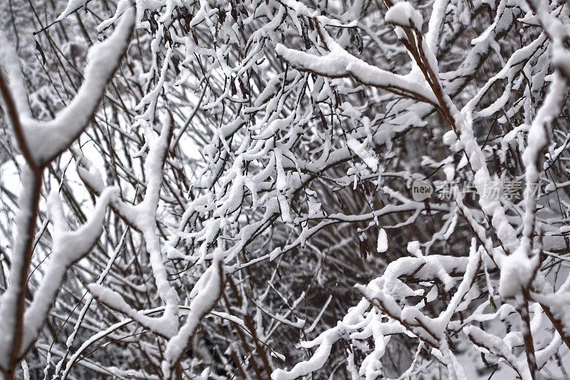 树枝上的雪