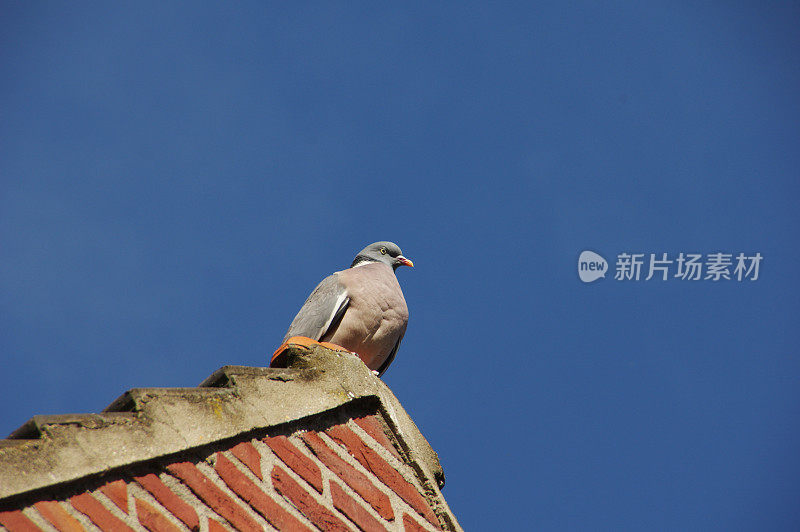 鸽子坐在阳光下