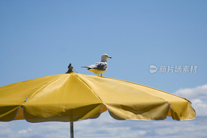 海滩上的海鸥