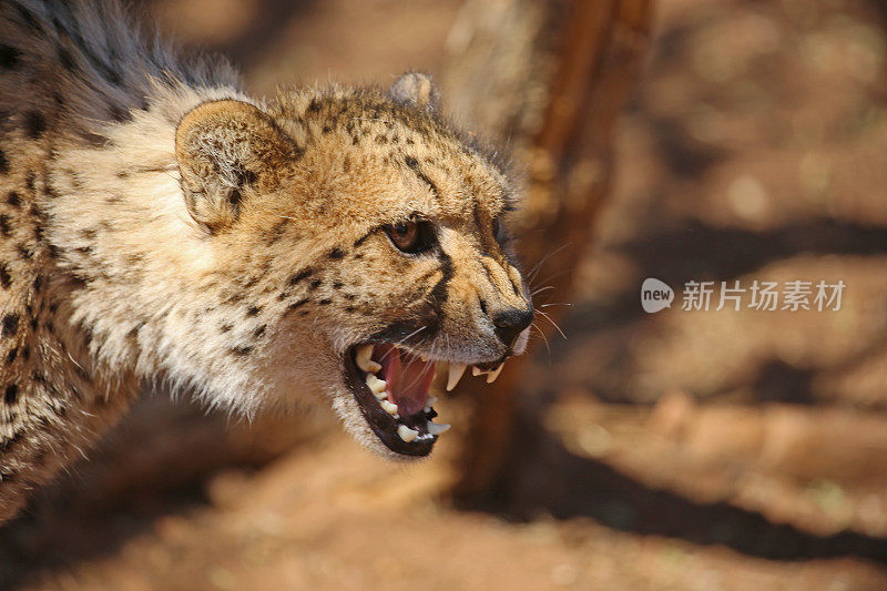 南非:咆哮的猎豹