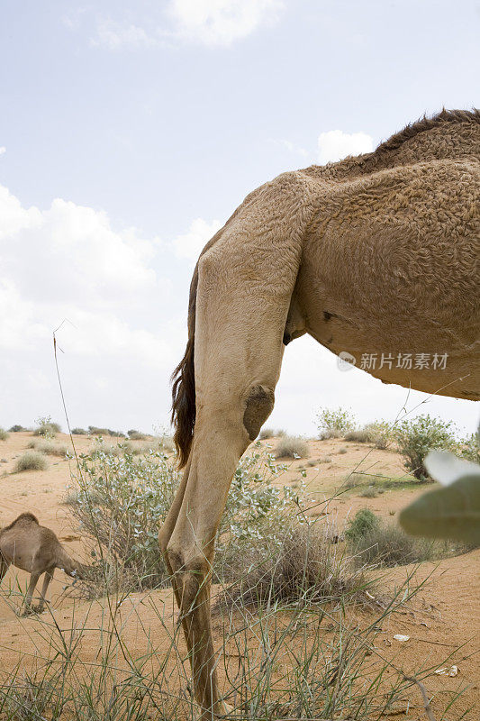 骆驼腿