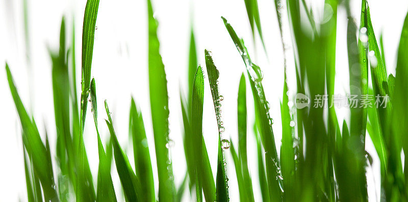 雨后草