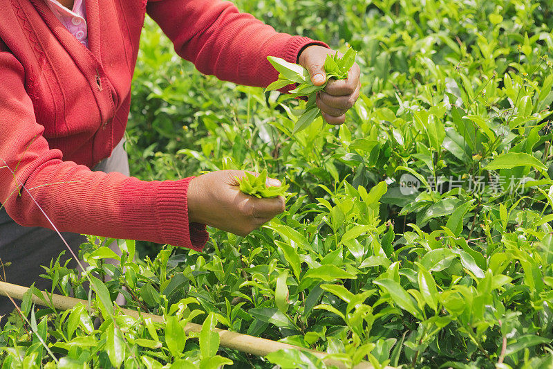 斯里兰卡茶园的女工