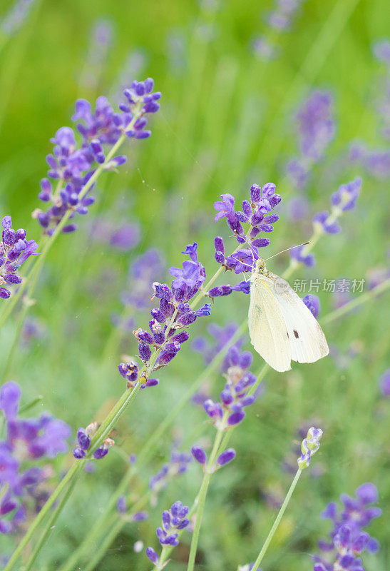 淡紫色上的白蝴蝶