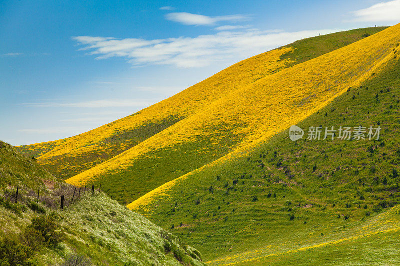 山坡上的雏菊花覆盖在地震范围的山丘上