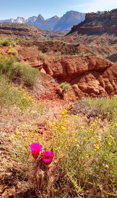 春天的花和开花的仙人掌边缘侵蚀阿罗约与锡安国家公园犹他州的背景