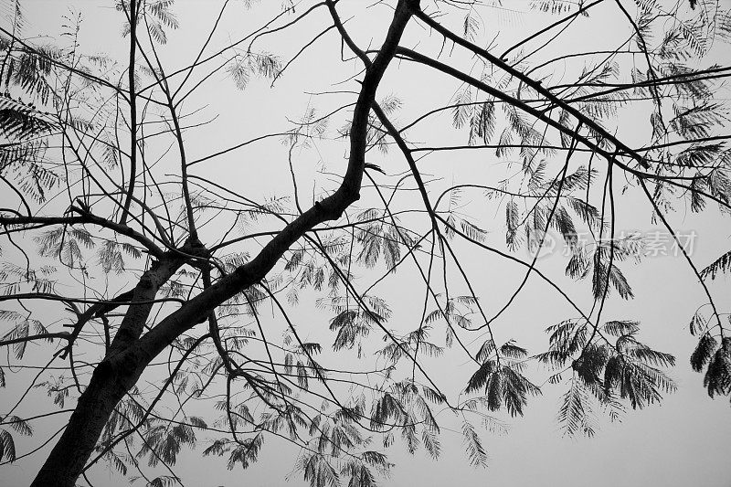 树枝和树叶，黑白相间