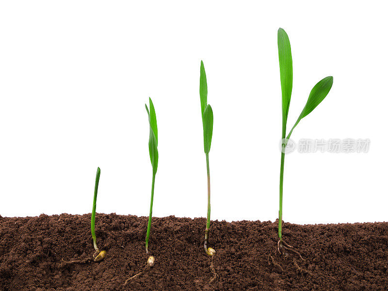 植物根系在土壤中的生长顺序