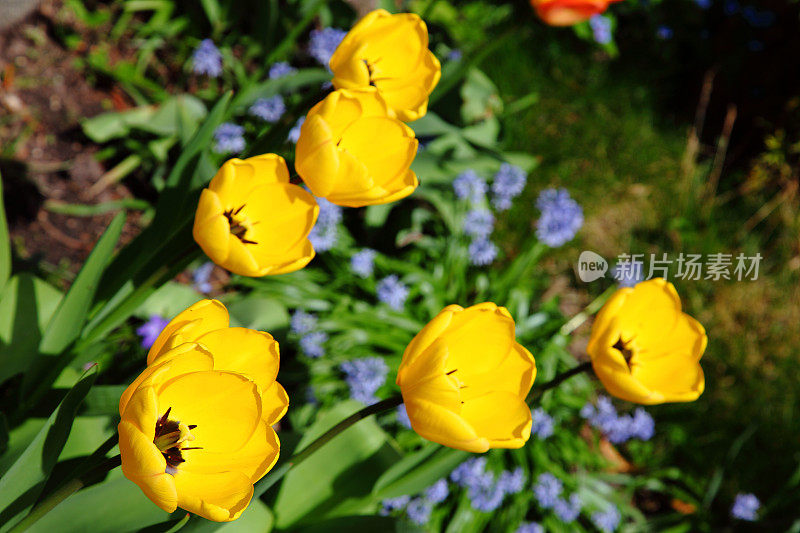 春天的花坛上长着五颜六色的黄色郁金香