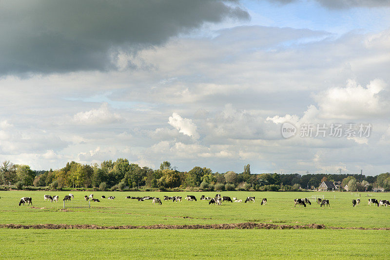 牛群在新鲜的绿色田野里吃草