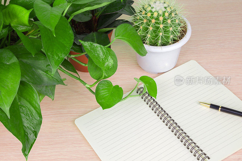 办公桌:植物和笔记本，笔