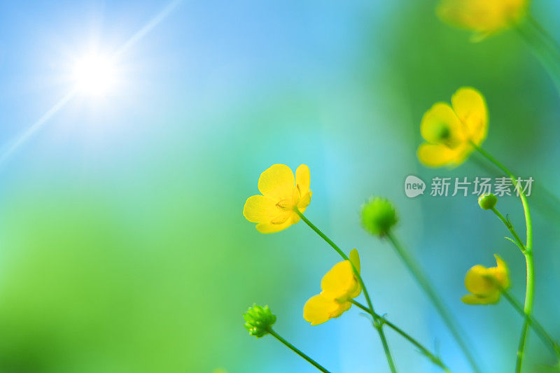 春天的草地-黄花向着太阳