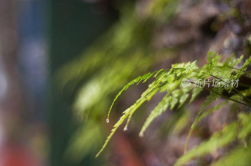 湿透了蕨类植物