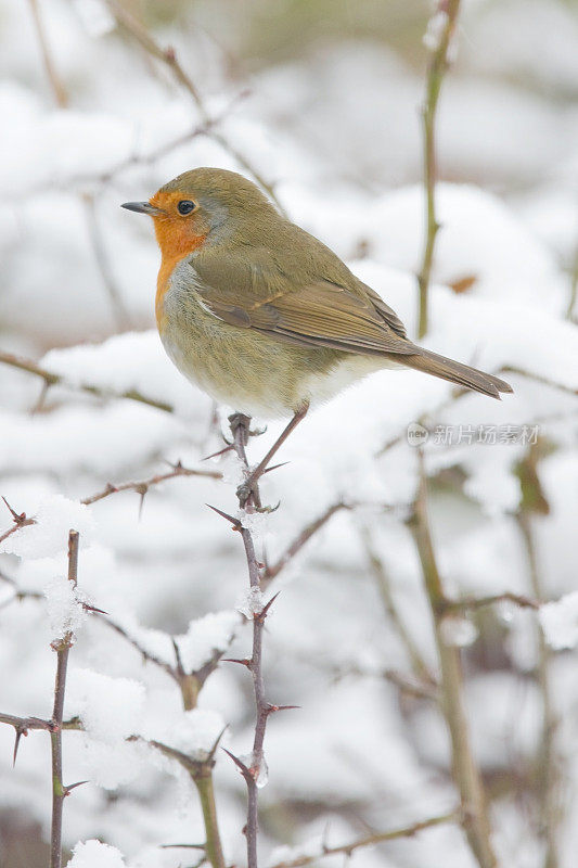 罗宾(红心rubecula)