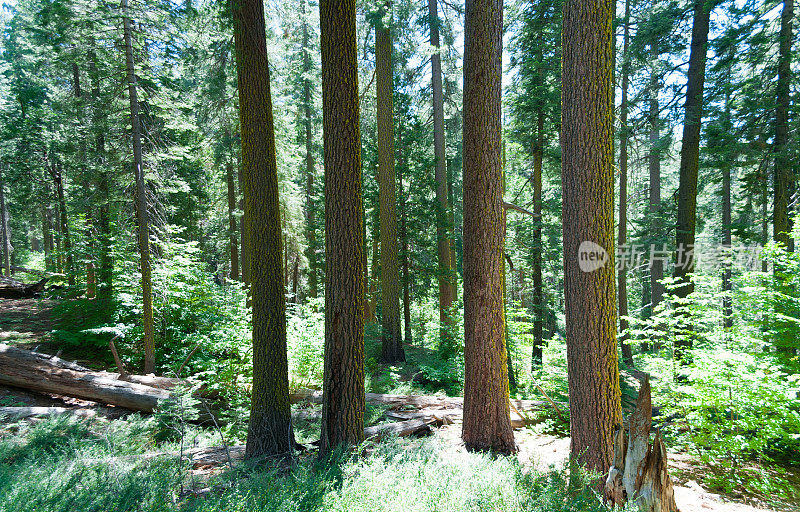 古老的巨型红杉林，约塞米蒂，加利福尼亚州