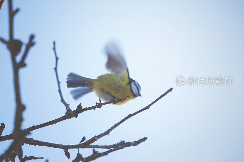 小bluetit