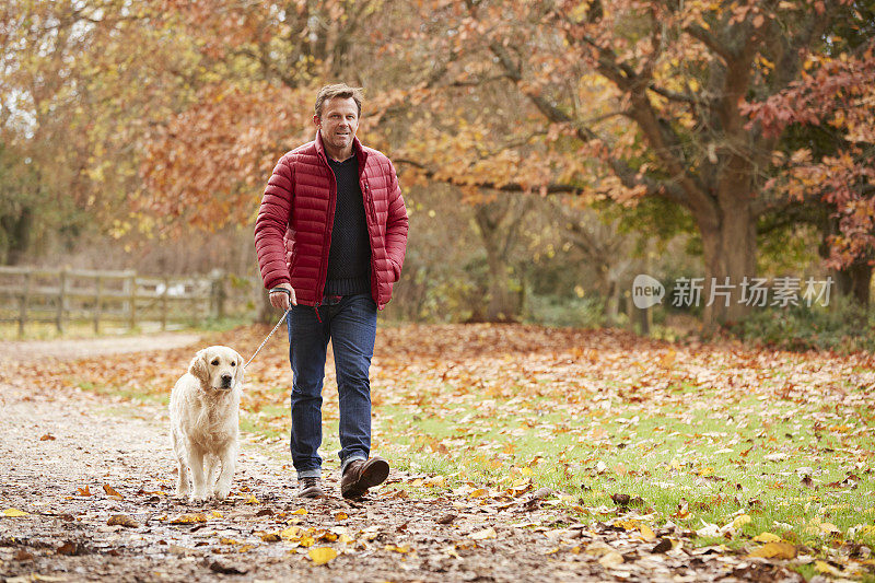 秋天的成熟男人和拉布拉多犬一起散步