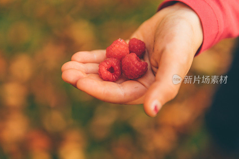 红色的树莓在女孩的手中