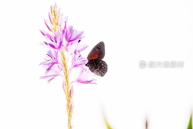 棕色蝴蝶栖息在角蟾百合花上
