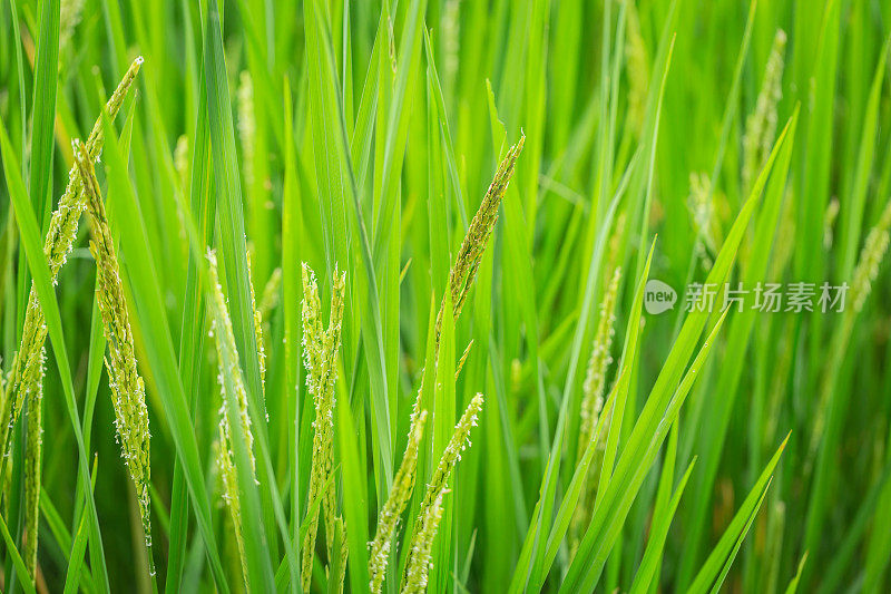 绿色水稻为天然亚洲农业背景