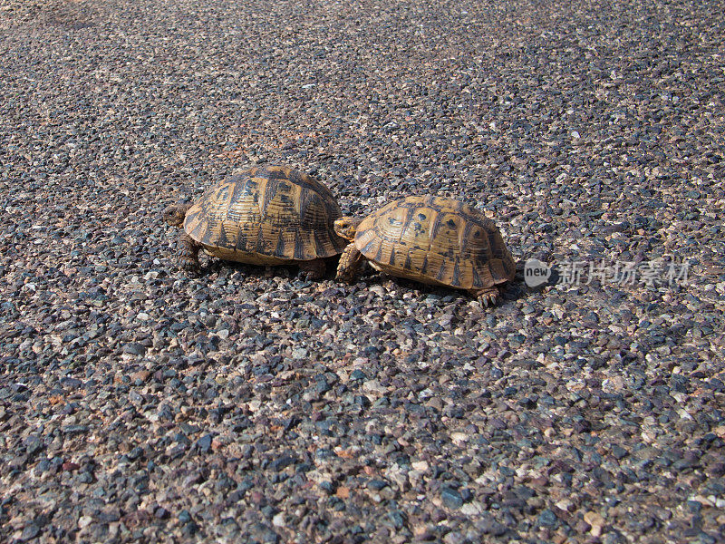 两只乌龟过马路