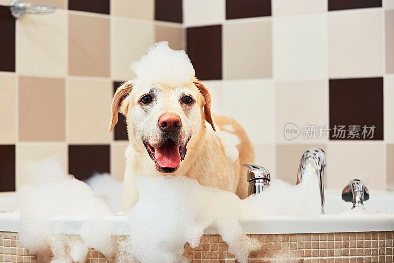 狗在洗澡