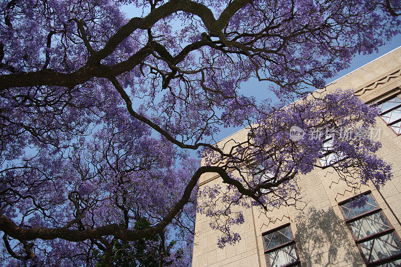 蓝花楹树与建筑