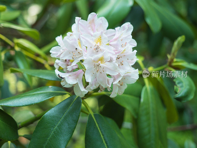 花园里盛开着白色的杜鹃花