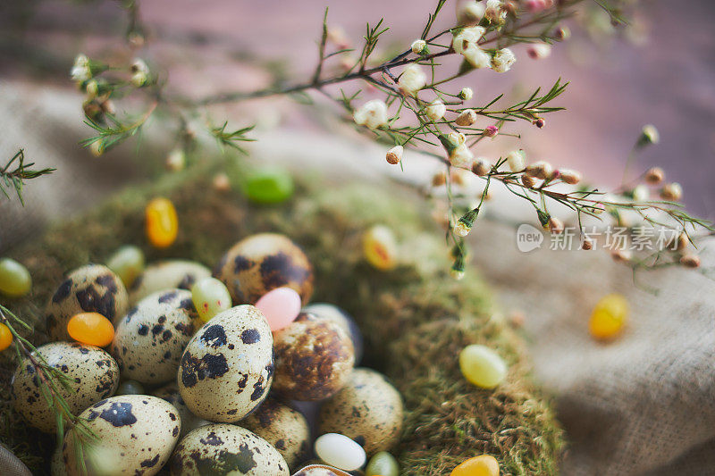 复活节安排鹌鹑蛋和苔藓