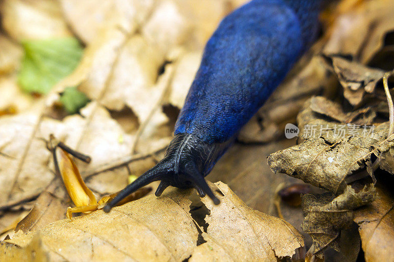 在森林里的干树叶上爬行的蓝色蓝鲶蛞蝓。喀尔巴阡蓝蛞蝓或蓝蛞蝓