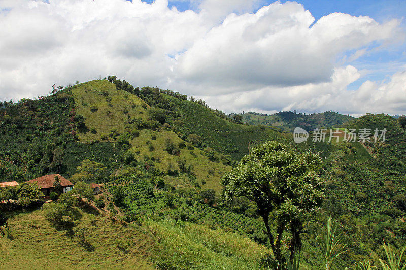 哥伦比亚安蒂奥基亚的埃尔贾丁咖啡种植区附近的咖啡和香蕉植物景观