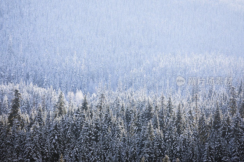 刚下过一场雪的寒冷冬天的森林