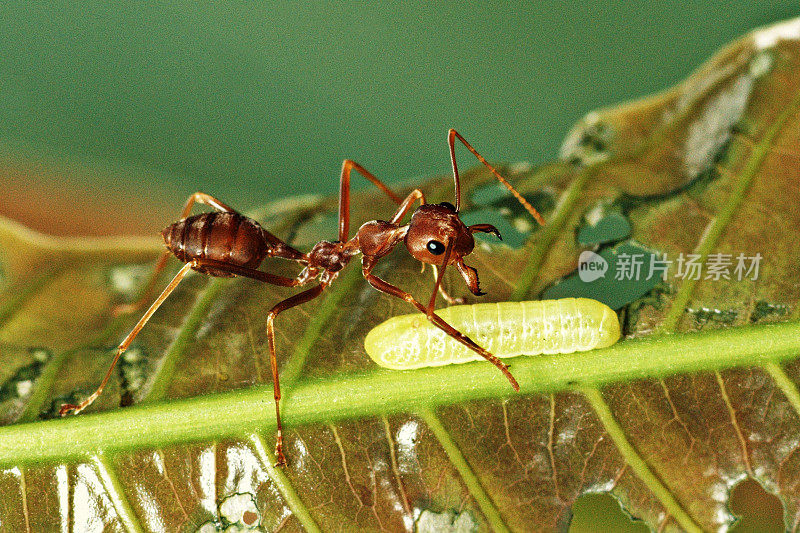 靠近被咬的叶子上的蚂蚁和毛虫。