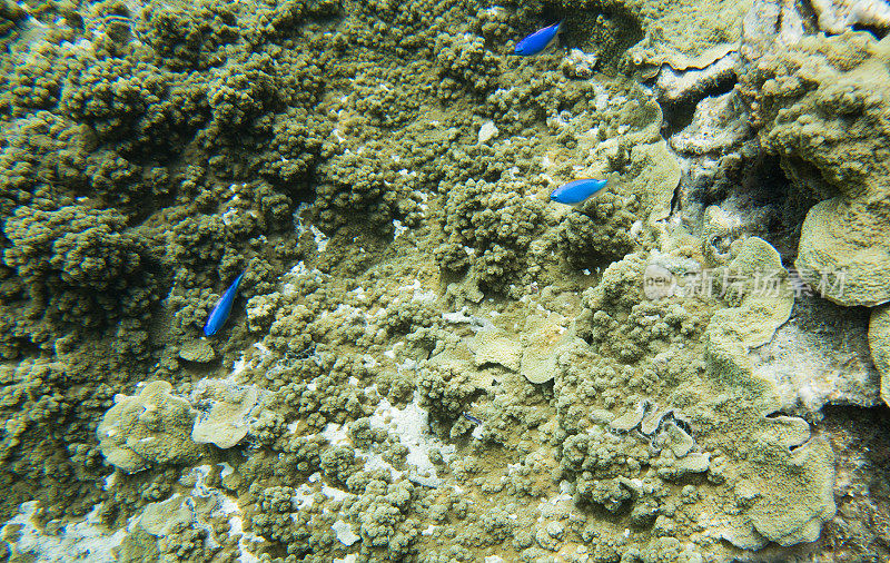 蓝魔鬼小热带鱼:德拉乌尼岛