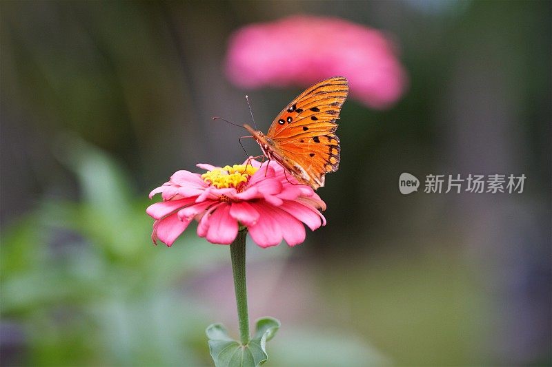 花卉花园宏美在大自然粉红百日与蝴蝶