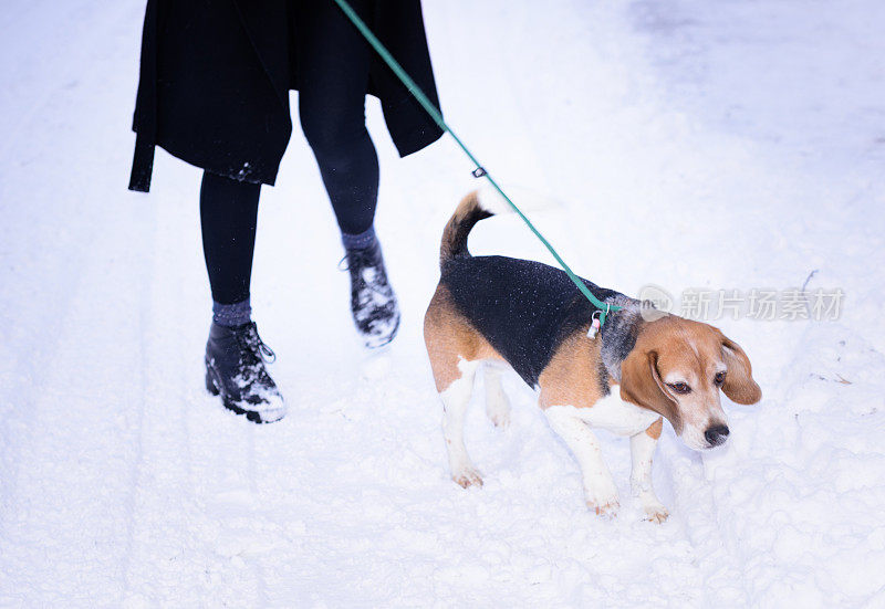 在冬天的街道上，快乐的女人和比格犬一起奔跑