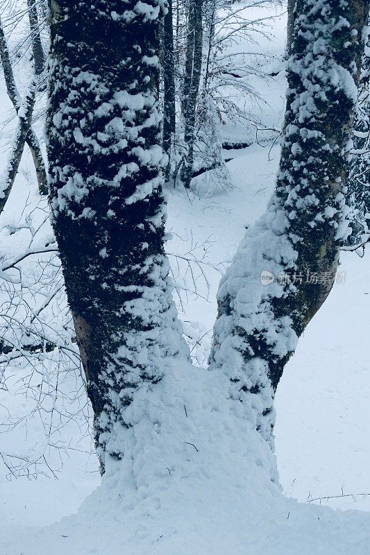 在欧洲阿尔卑斯山脉，冰雪覆盖的冬季景观和森林