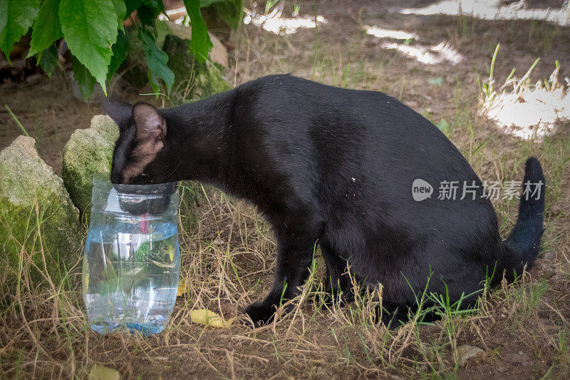 黑猫从一个装满水的塑料瓶里喝水