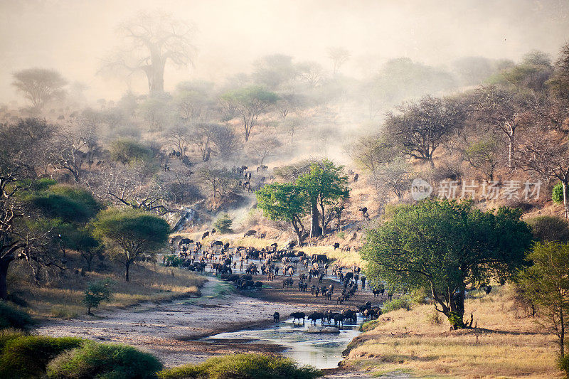 坦桑尼亚野生大象用象牙与婴儿饮水