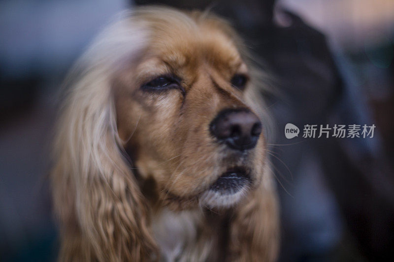 金毛猎犬坐在地板上