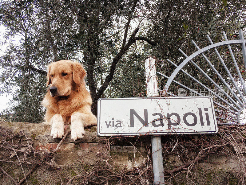 漂亮的狗靠近街道的名字标志