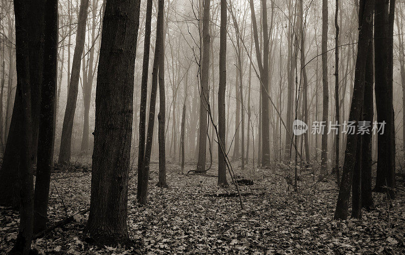 黑暗和闹鬼的雾森林抽象的黑色和白色