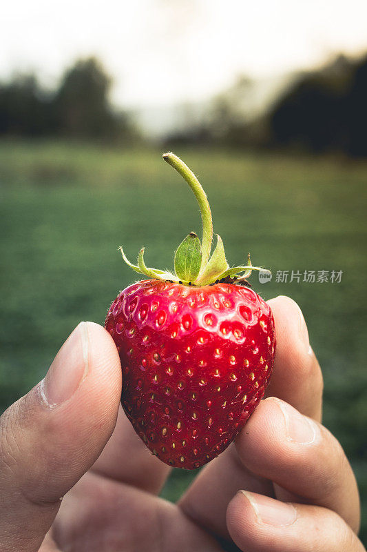 草莓，要从农场摘新鲜的草莓。