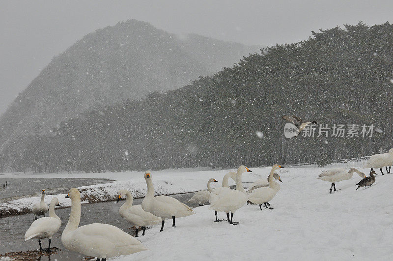 福岛县稻川湖大雪下的候鸟