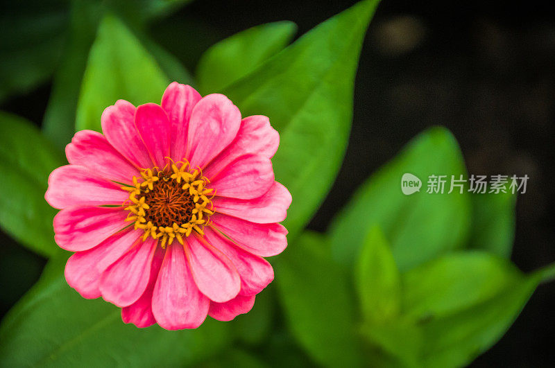 单一Zinnia