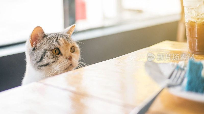 可爱的小猫看着木头桌子上的食物。